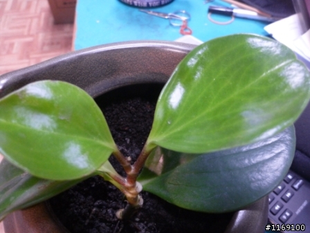 請教各位達人,這是什麼植物?謝謝各位