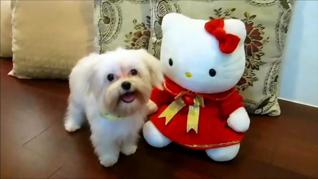 已送養,謝謝大家~