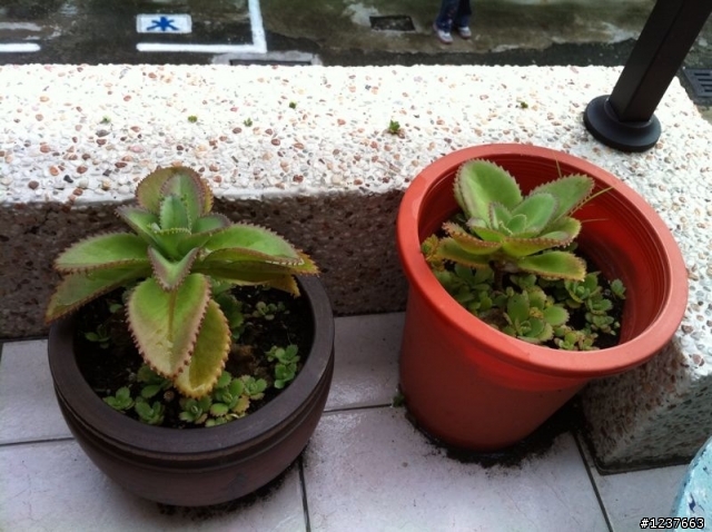 這些是什麼植物!?
