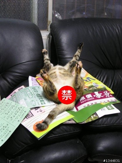 你家的寵物會在什麼奇怪的地方睡覺？