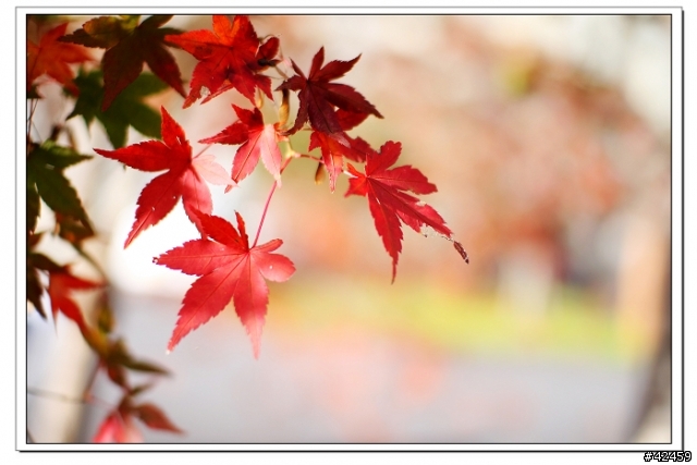 [SKYWAVE TYPE-S]奥秩父中津峡紅葉之旅