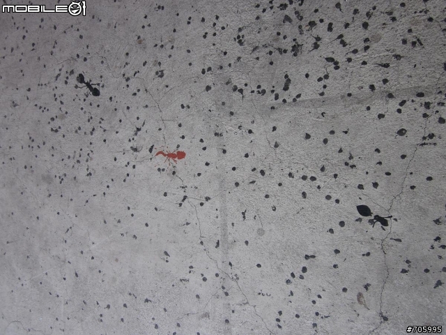 敗犬環島黑白走100.10.24-10.31 DAY4