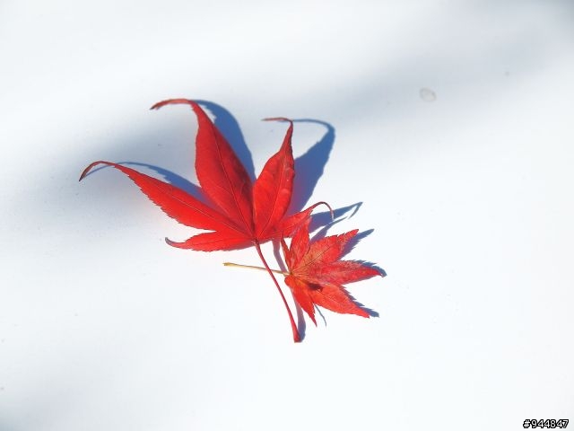 秋楓到冬楓...2011/11/06武陵and福壽山,11/12石門水庫,11/27武陵and福壽山~2012/01/01桃源仙谷,01/08尖石秀巒