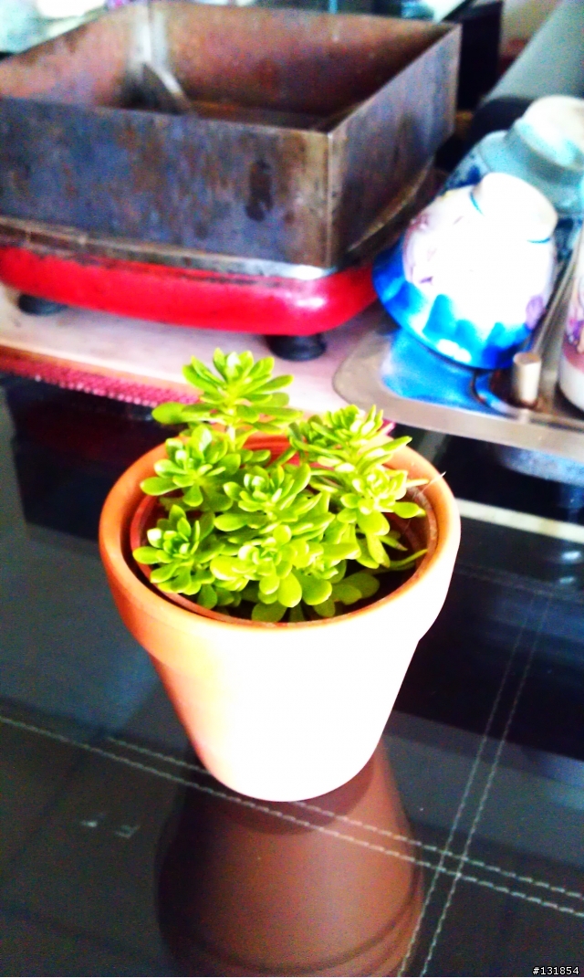 請教各位這顆植物的名稱