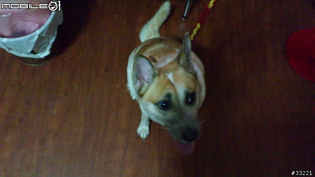 竹北走失犬尋找主人!