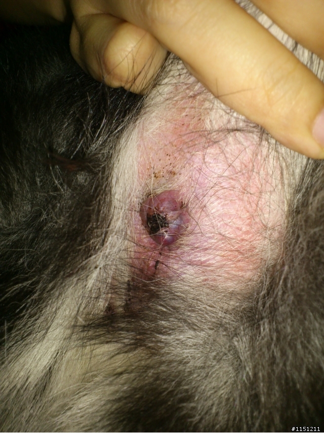 請問~母犬圍肛腺腫瘤