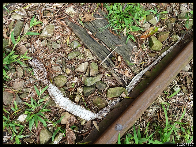 2011.11.13_獨客獨行再續鐵道情！(一、梨園寮站)