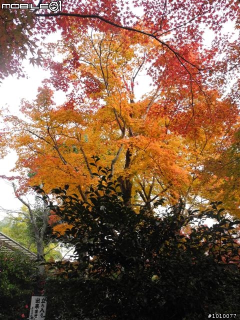 京都--嵐山 紅葉(楓葉)