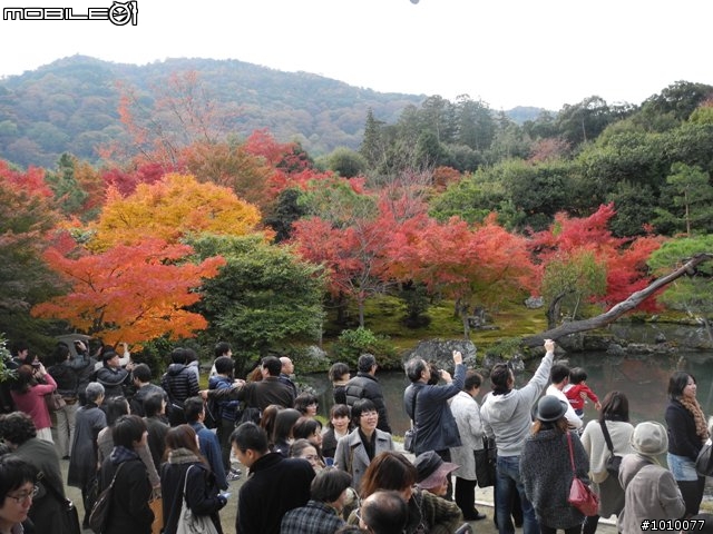 京都--嵐山 紅葉(楓葉)