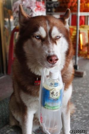 不分你我~大家一起來蓋狗的大樓吧!!