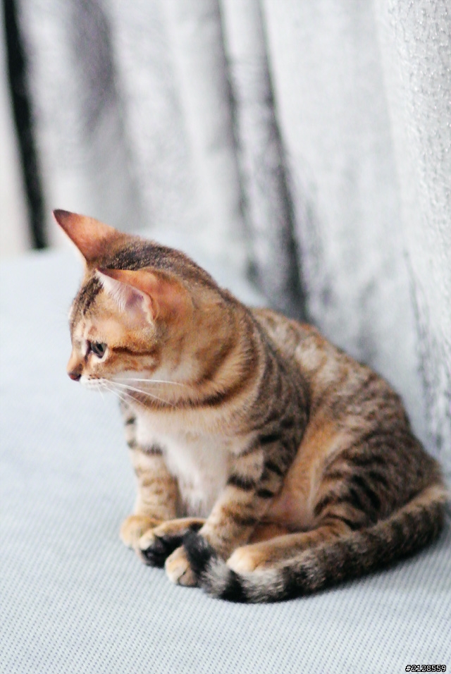 Nikon V1 + PC-E 24mm, Sigma 24.8 +85.8測試