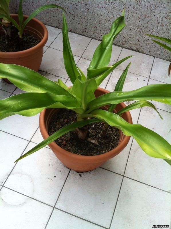 這些是什麼植物!?