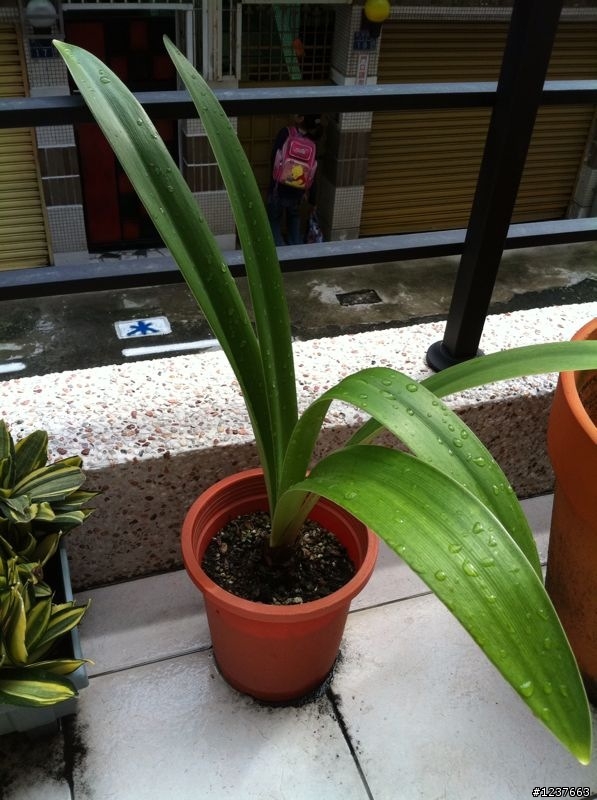 這些是什麼植物!?
