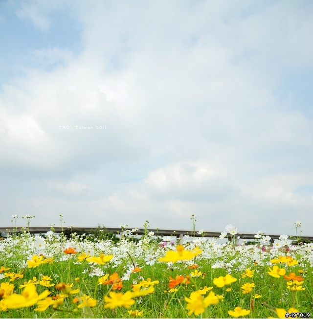 2011 苗栗 . 銅鑼杭菊季