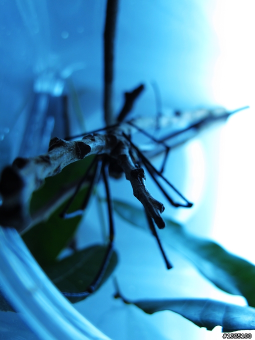 繼~蛇、虎頭蜂後，家附近出現大量的『人面蜘蛛』~!(有圖慎入)