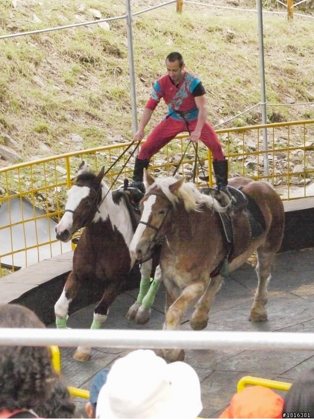 走吧 去清境數綿羊1123新增馬術表演短片