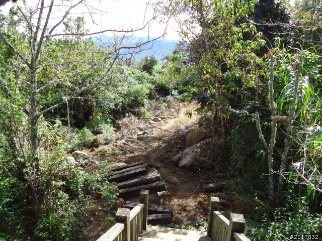 11/6阿里山之戀(登奮起湖大凍山及隙頂二延平步道)