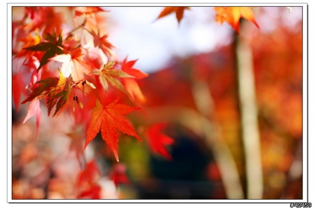 [SKYWAVE TYPE-S]奥秩父中津峡紅葉之旅
