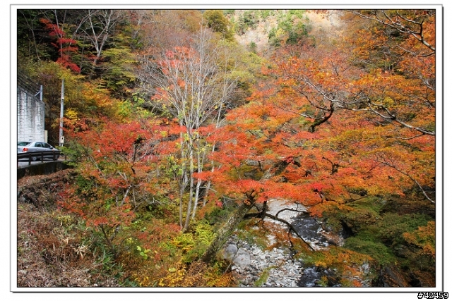 [SKYWAVE TYPE-S]奥秩父中津峡紅葉之旅