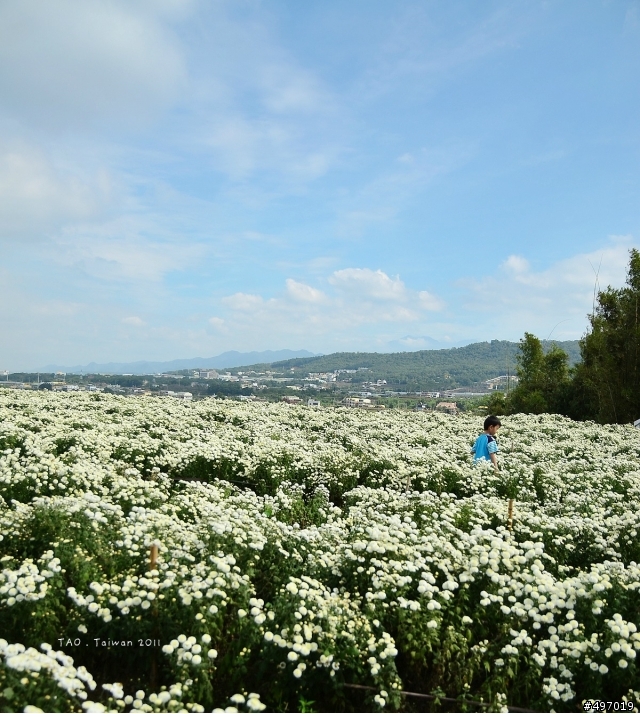 2011 苗栗 . 銅鑼杭菊季