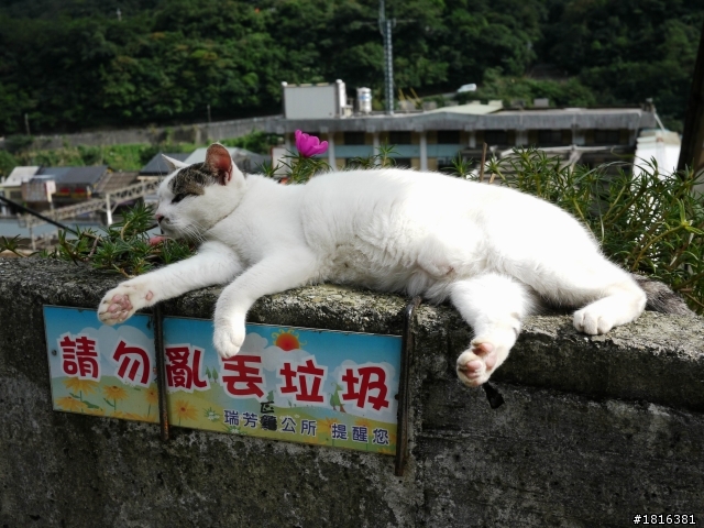 走吧 今天去瑞雙公路看貓去