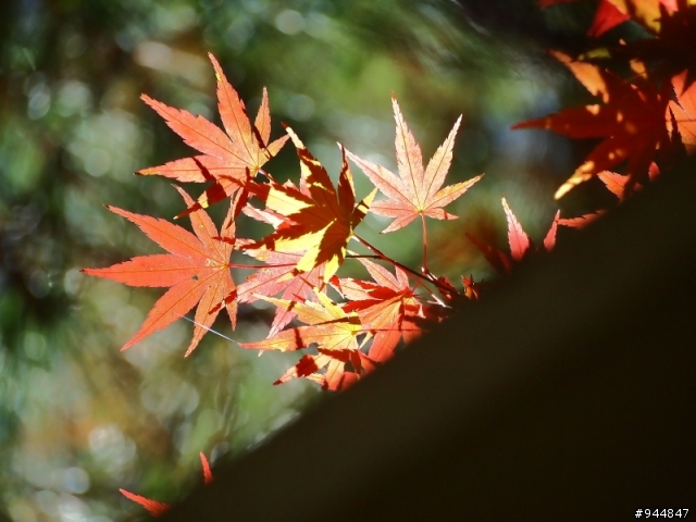 秋楓到冬楓...2011/11/06武陵and福壽山,11/12石門水庫,11/27武陵and福壽山~2012/01/01桃源仙谷,01/08尖石秀巒