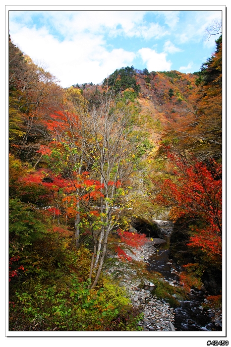 [SKYWAVE TYPE-S]奥秩父中津峡紅葉之旅