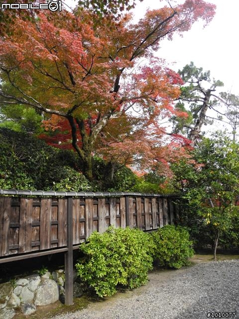 京都--嵐山 紅葉(楓葉)