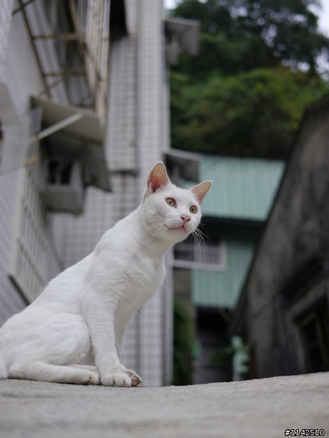 來蓋個喵喵專屬大樓