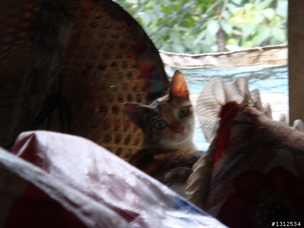 [分享] 野貓變家貓的故事