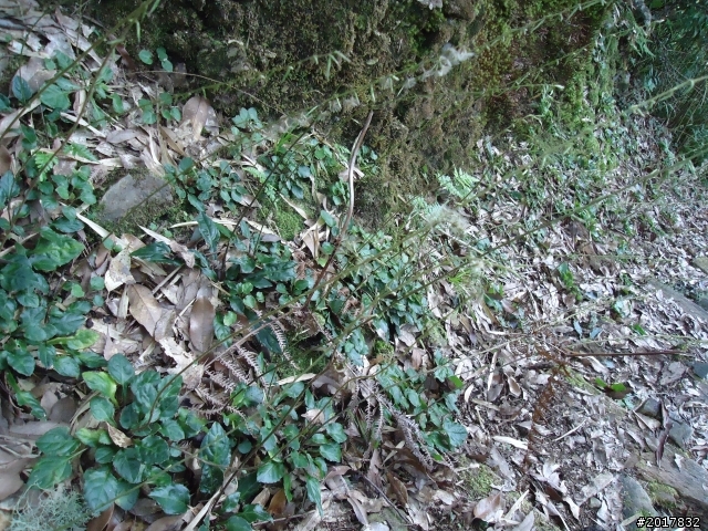 11/6阿里山之戀(登奮起湖大凍山及隙頂二延平步道)