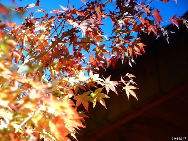 秋楓到冬楓...2011/11/06武陵and福壽山,11/12石門水庫,11/27武陵and福壽山~2012/01/01桃源仙谷,01/08尖石秀巒