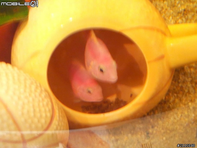 我家的桃太郎生小魚了~_~  謝謝大家!!