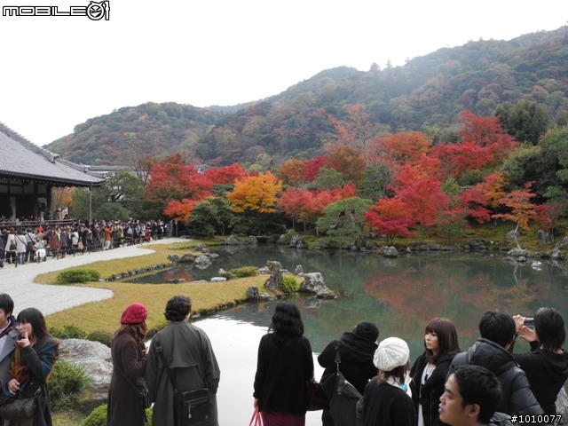 京都--嵐山 紅葉(楓葉)