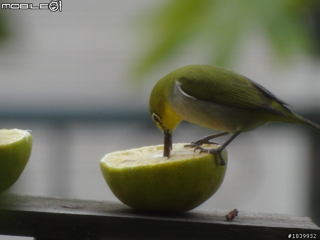 SONY HX-100V打鳥