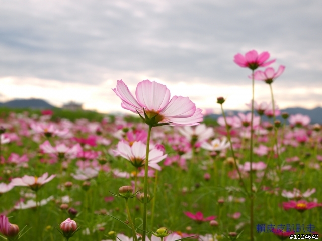 2011年新社花海開始了