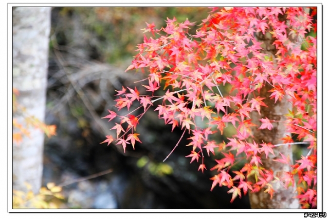 [SKYWAVE TYPE-S]奥秩父中津峡紅葉之旅