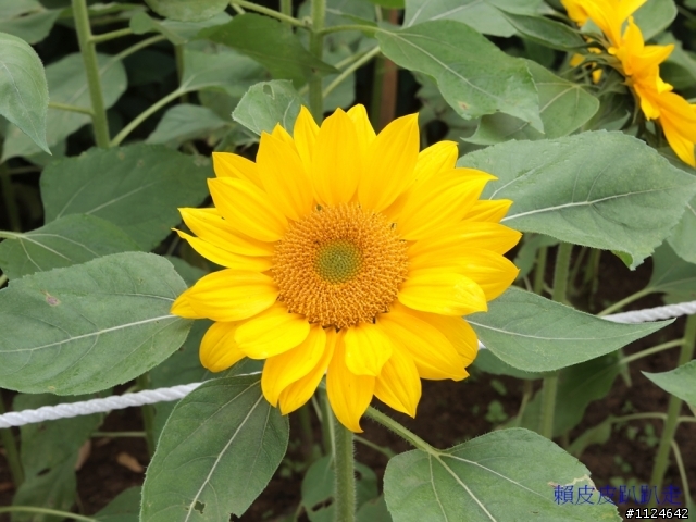 2011年新社花海開始了