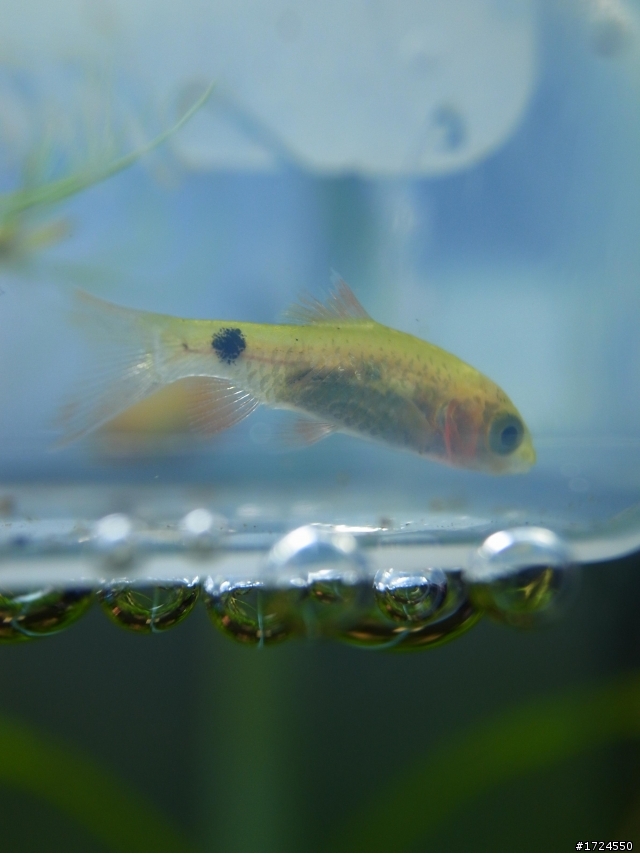 買了魚，但是卻跟google上的不太一樣。