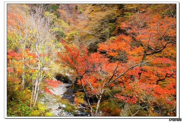 [SKYWAVE TYPE-S]奥秩父中津峡紅葉之旅