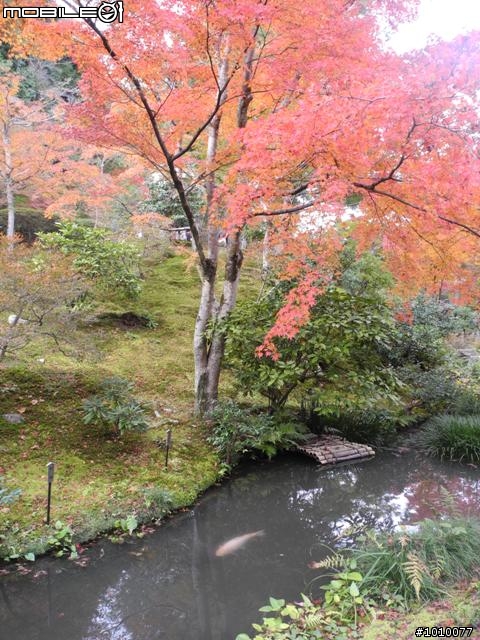 京都--嵐山 紅葉(楓葉)