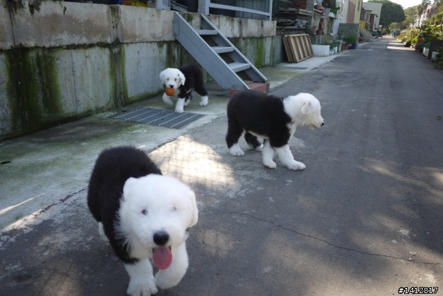 五隻小古代牧羊犬