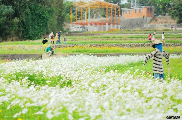2011 苗栗 . 銅鑼杭菊季