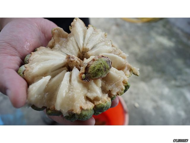 小白爛凸全台之超激極北東南西全記錄!!!( 完 )