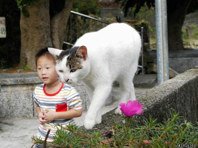 走吧 今天去瑞雙公路看貓去