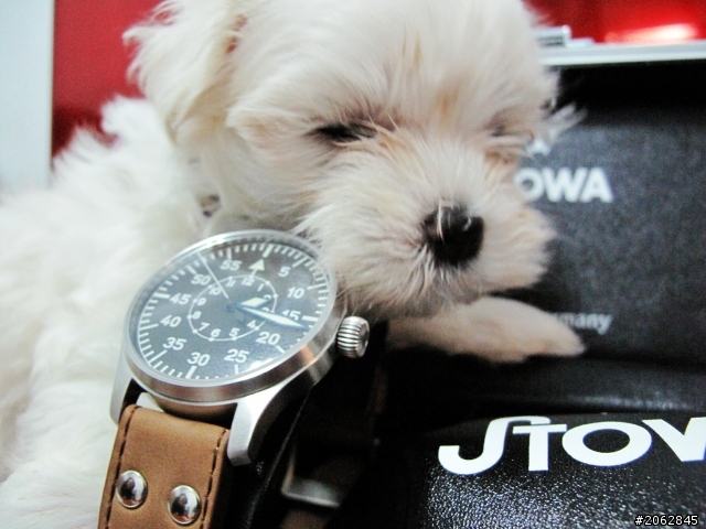 【開箱】""STOWA""" Flieger Baumuster B