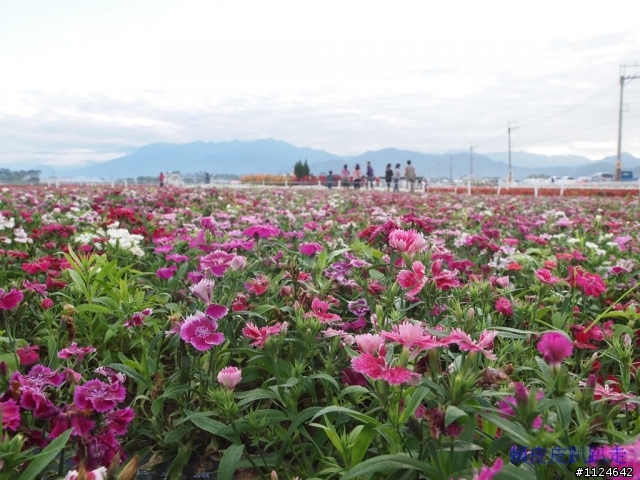 2011年新社花海開始了