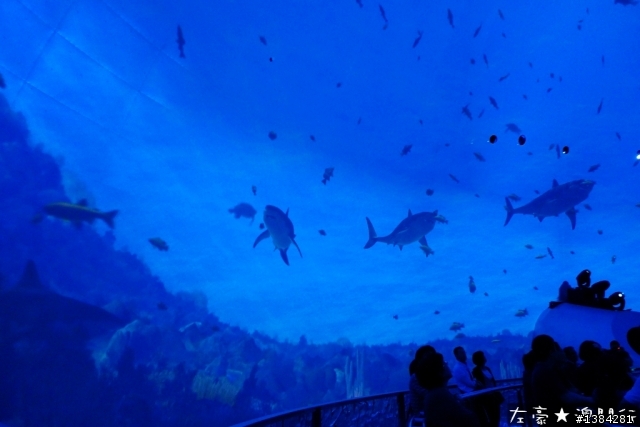 [澳門] 澳門三天兩夜自由行-新濠天地&美人魚秀&龍騰