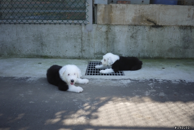 五隻小古代牧羊犬