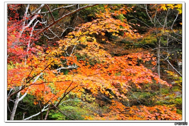 [SKYWAVE TYPE-S]奥秩父中津峡紅葉之旅